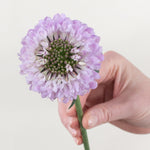 lavender scabiosa flower