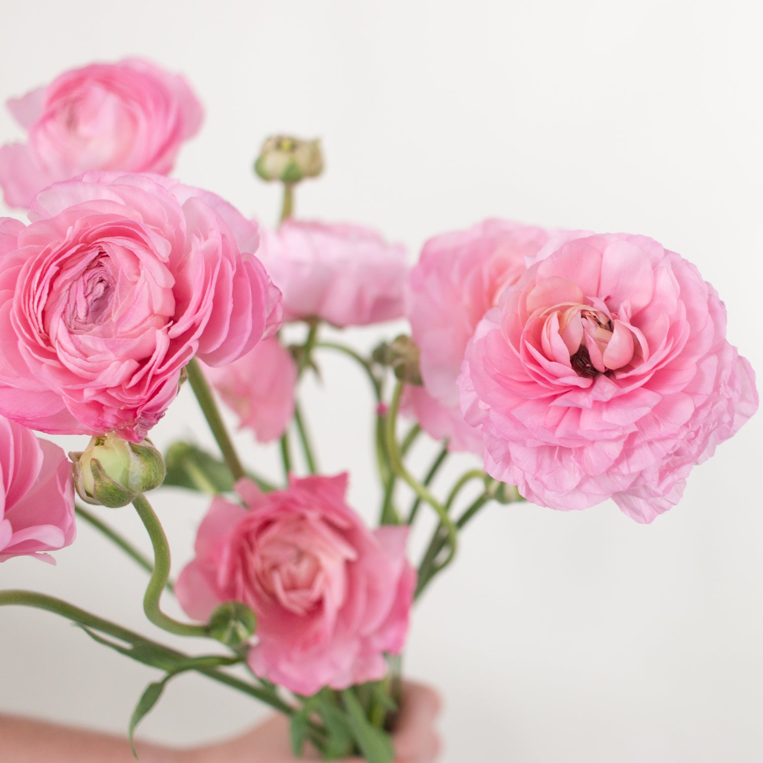 Light Pink Ranunculus | Bulk Fresh DIY Weddings | Flower Moxie