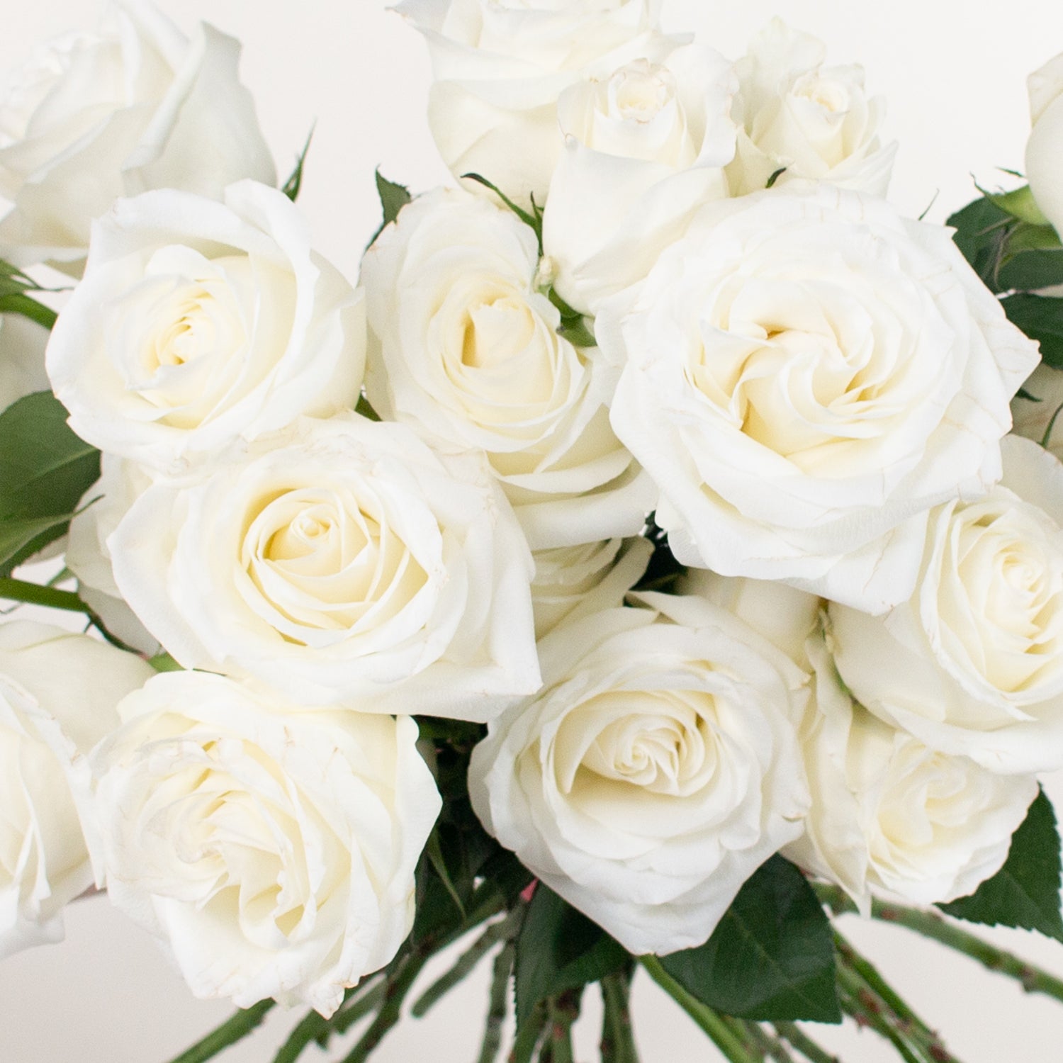 white proud rose