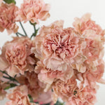 terracotta carnation flower