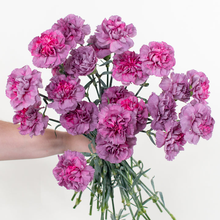 Lavender Hypnosis Carnations | DIY Wedding Flowers | Flower Moxie