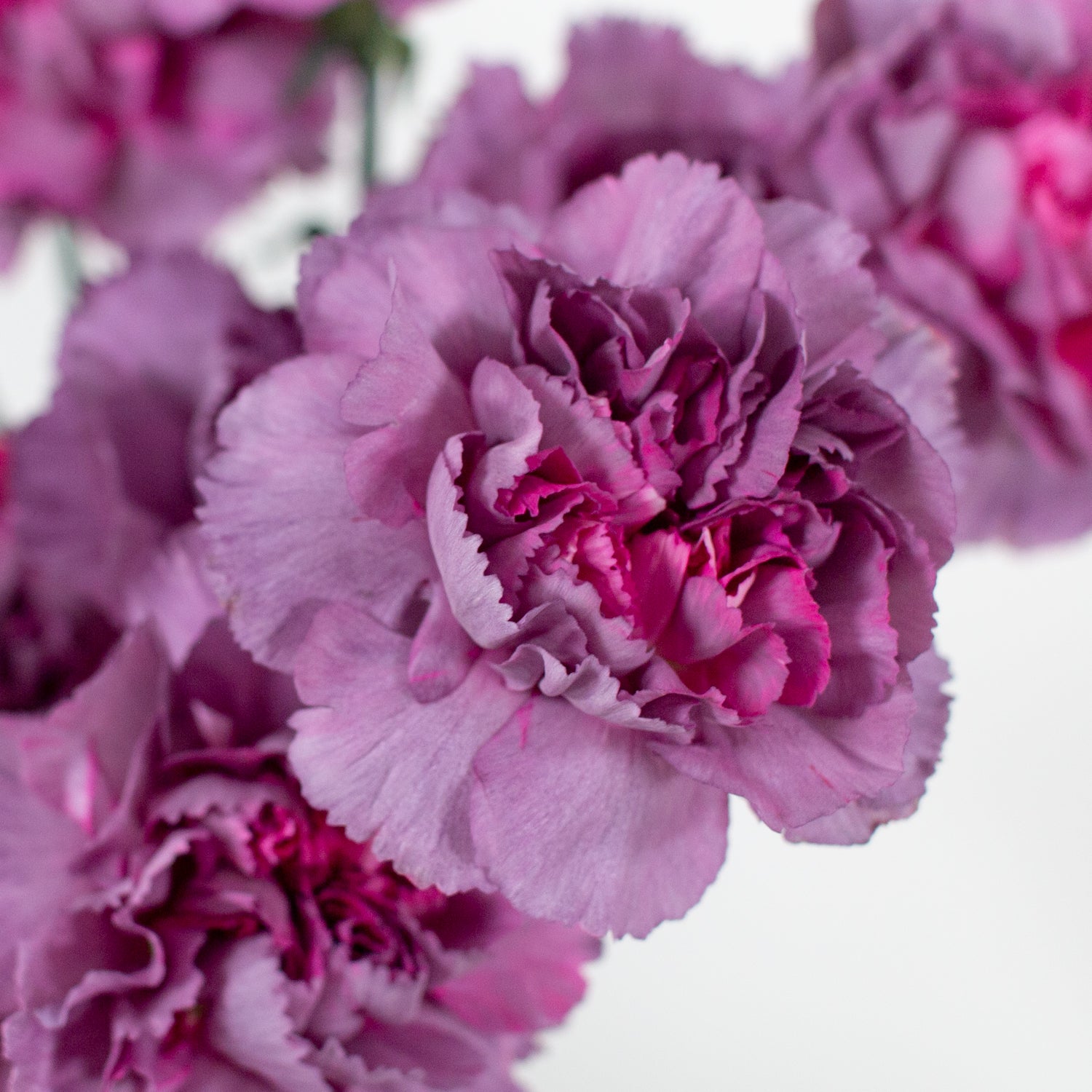 Dusty Lavender Hypnosis Fancy Carnation Flower