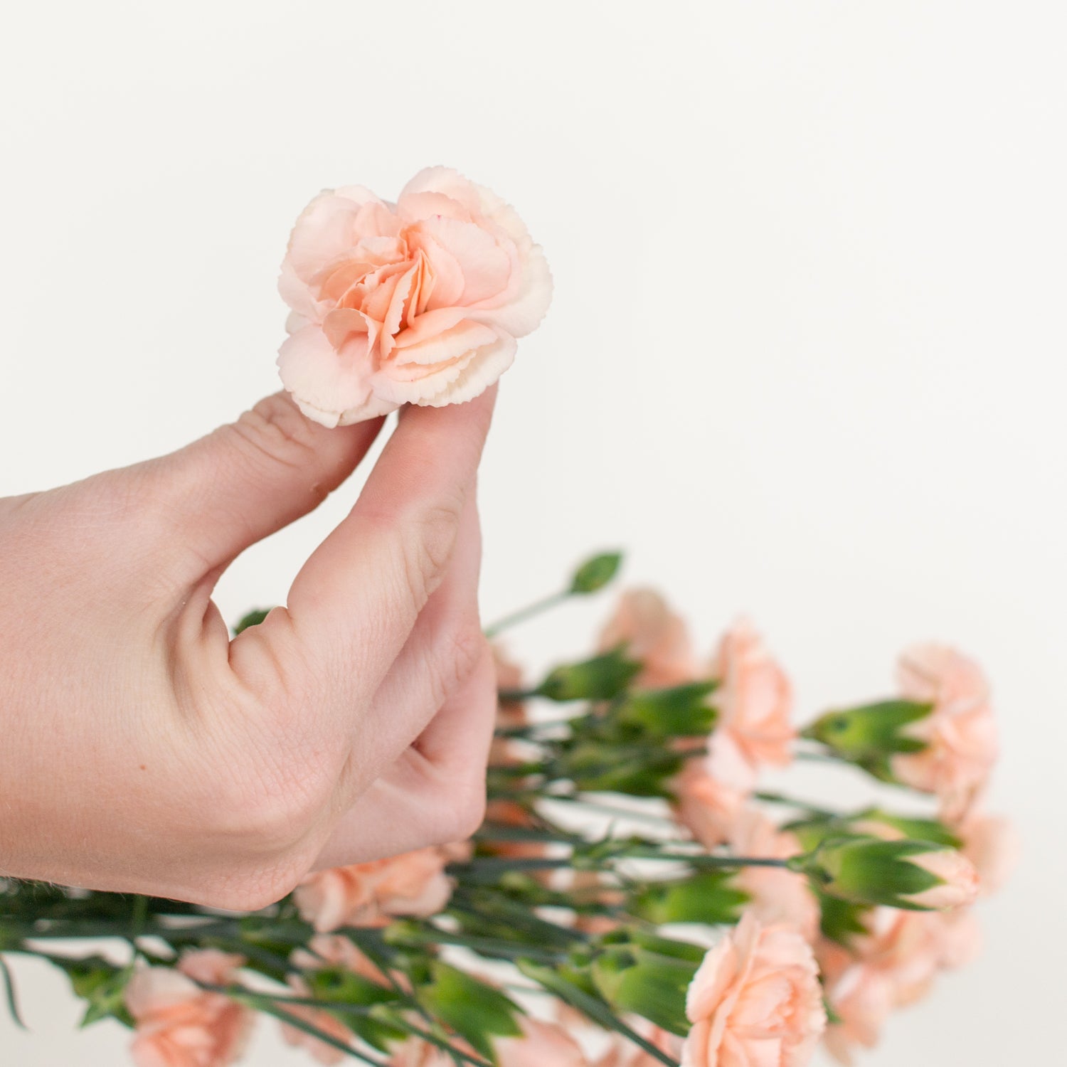 Peach Mini Carnation Flower | DIY Wedding Flowers | Flower Moxie