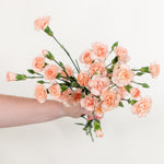 peach mini carnation flower