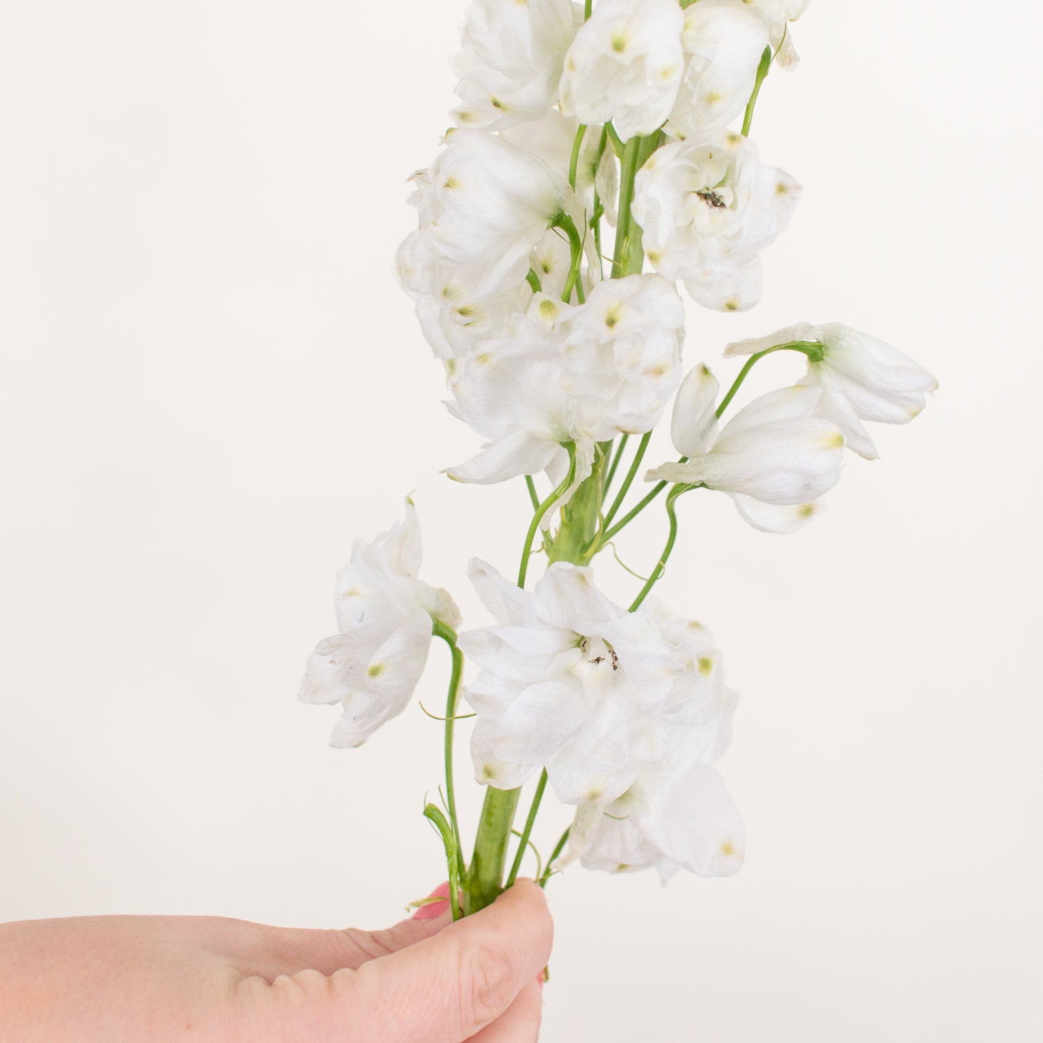 white delphinium flower
