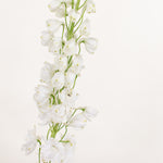 white delphinium flower
