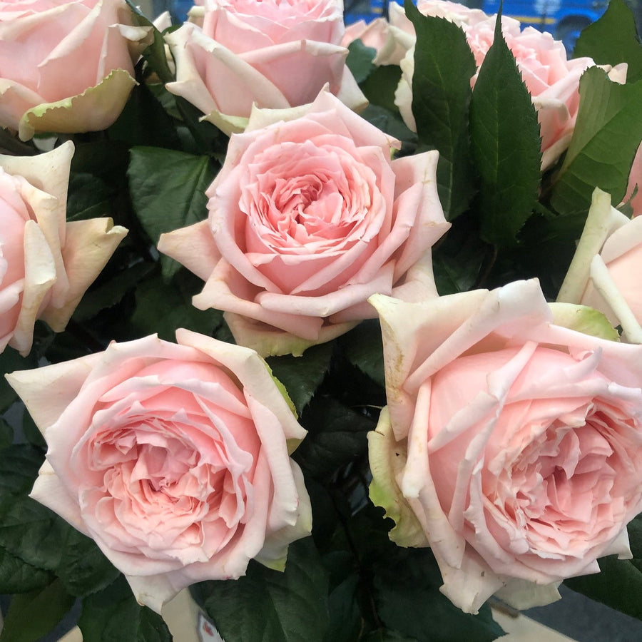 Light Pink Garden Roses | DIY Wedding Flowers | Flower Moxie