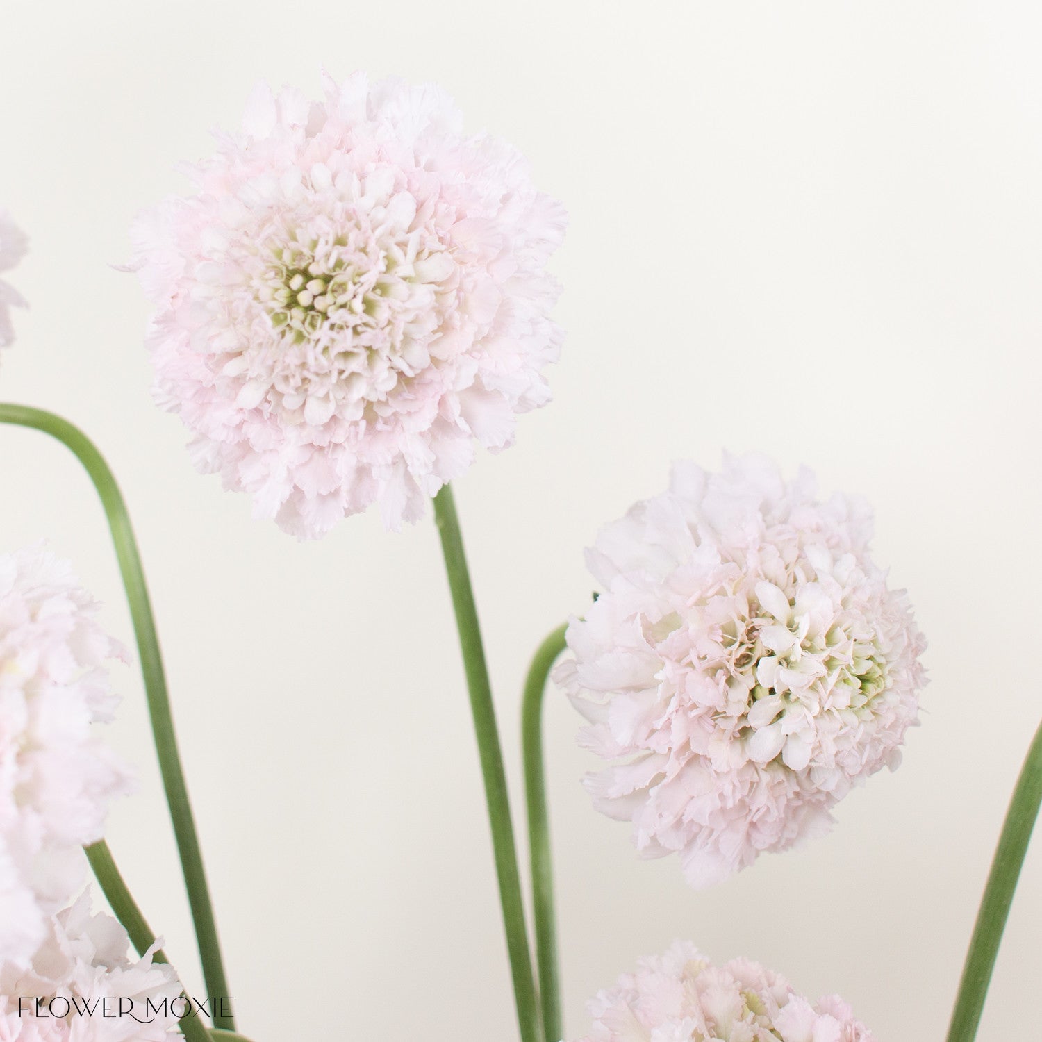 close up of white flower