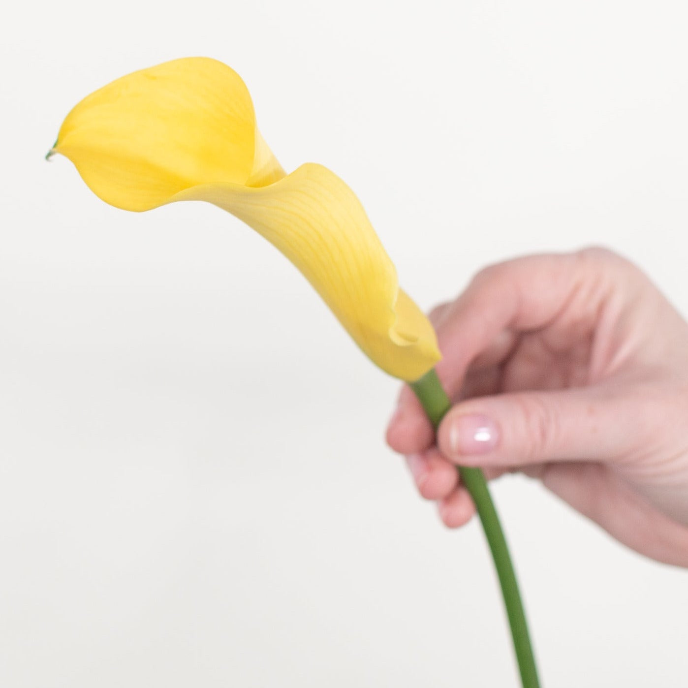 yellow mini calla lily flower