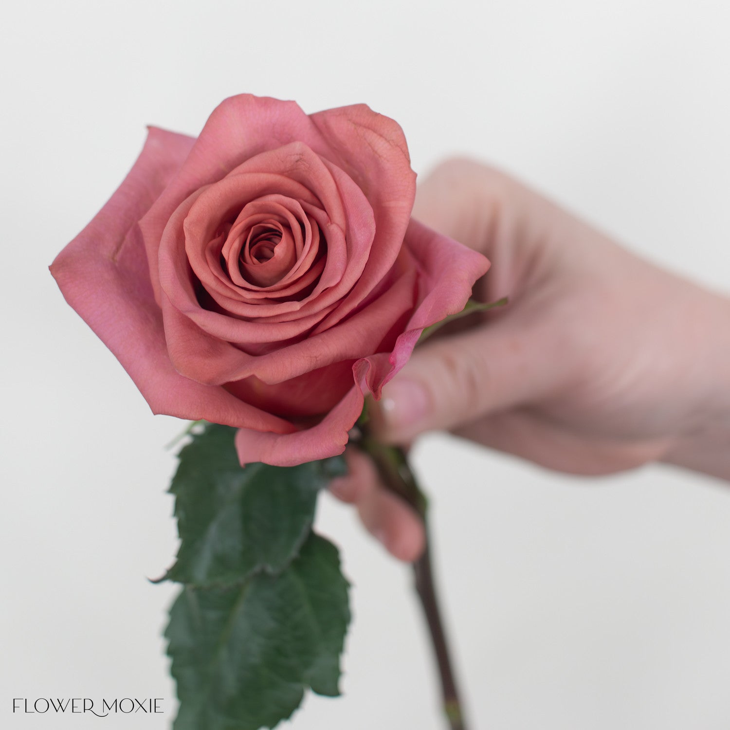 Mauve Pink Barista Roses | Fresh DIY Wedding Flowers | Flower Moxie