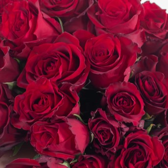 Red Explorer Flower