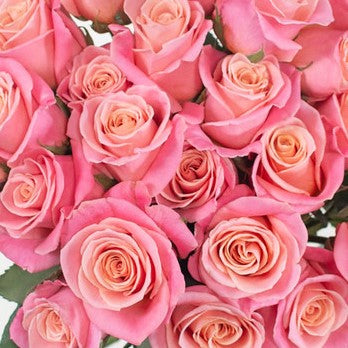 Coral Pink Miss Piggy Rose Flower