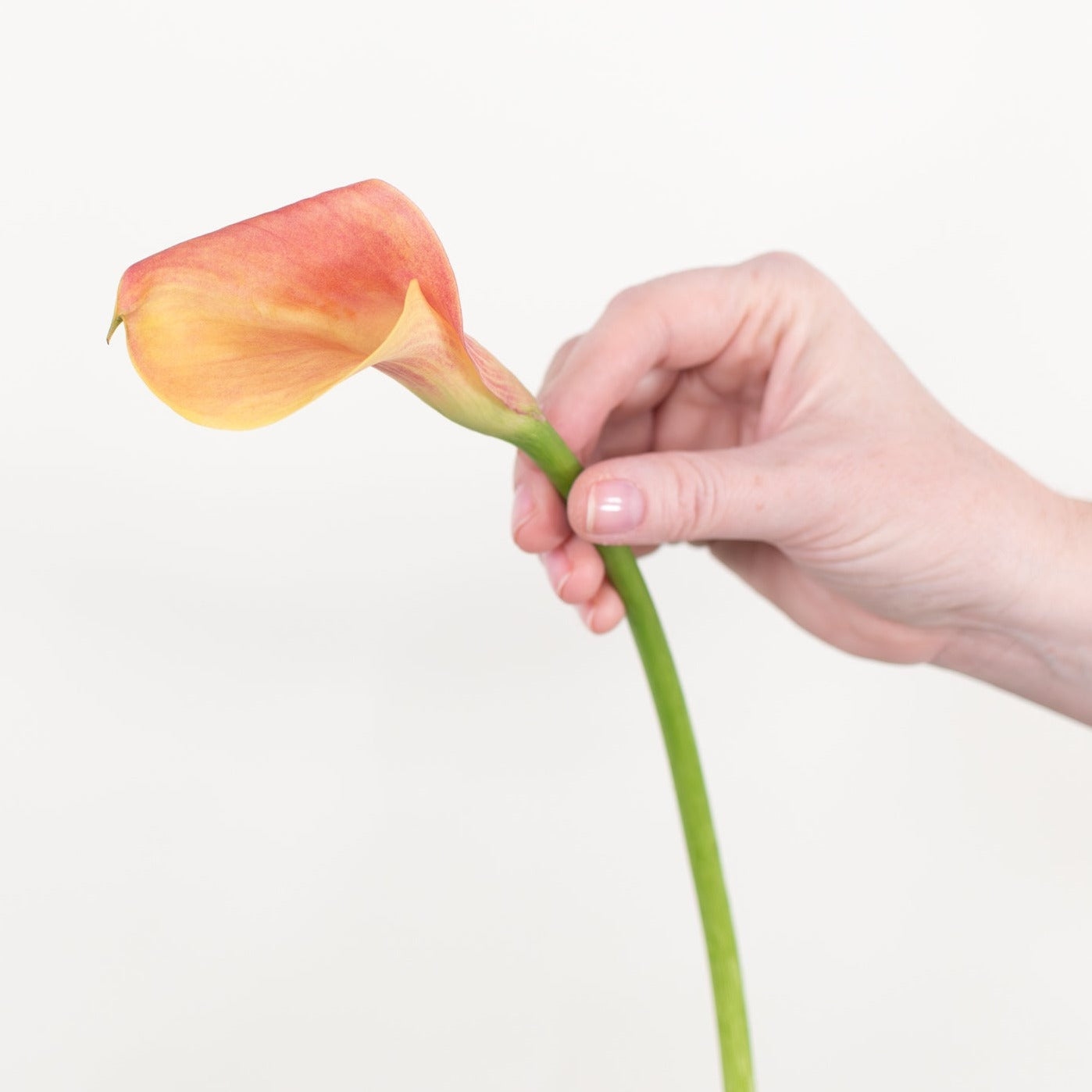 orange mini calla lily flower