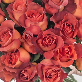 Terracotta Coffee Break Rose Flower