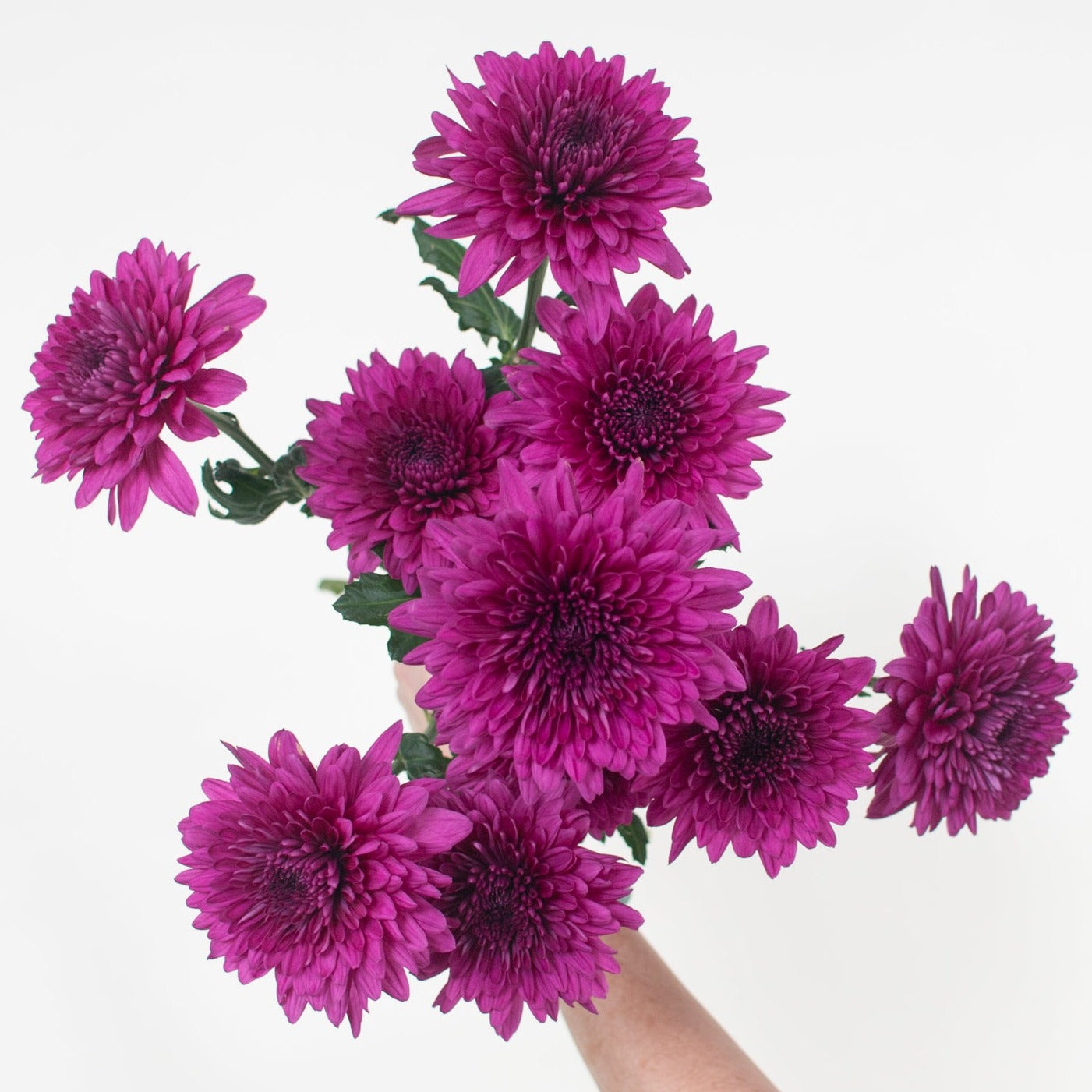 purple cremone flower