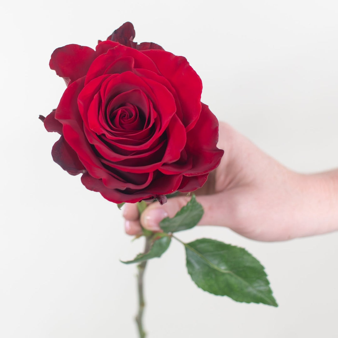 Red Explorer Rose | Fresh DIY Wedding Flowers | Flower Moxie