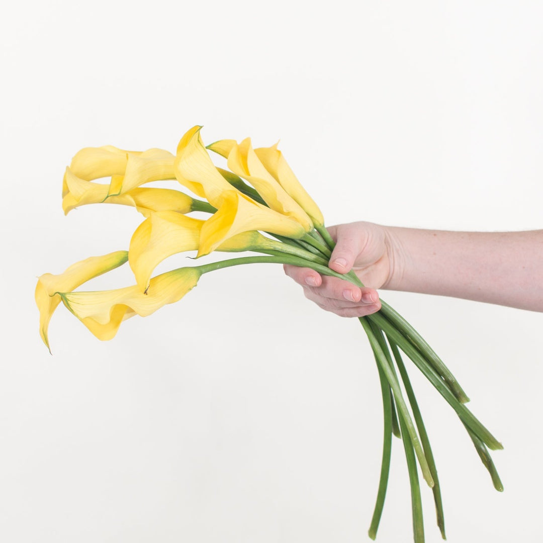 yellow lily flower bouquet Yellow Mini Calla Lily Flower | DIY Wedding Flower | Flower Moxie 30 Stems