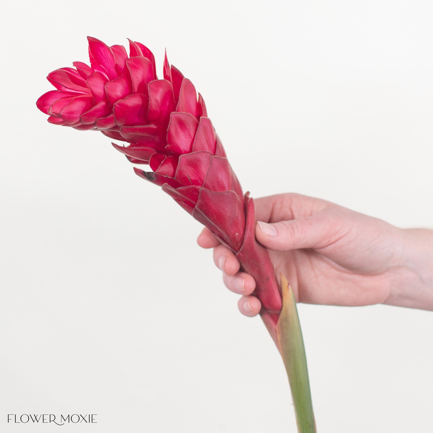 ginger様♡ Red Ginger - Get Creative With Flower Moxie DIY Flowers