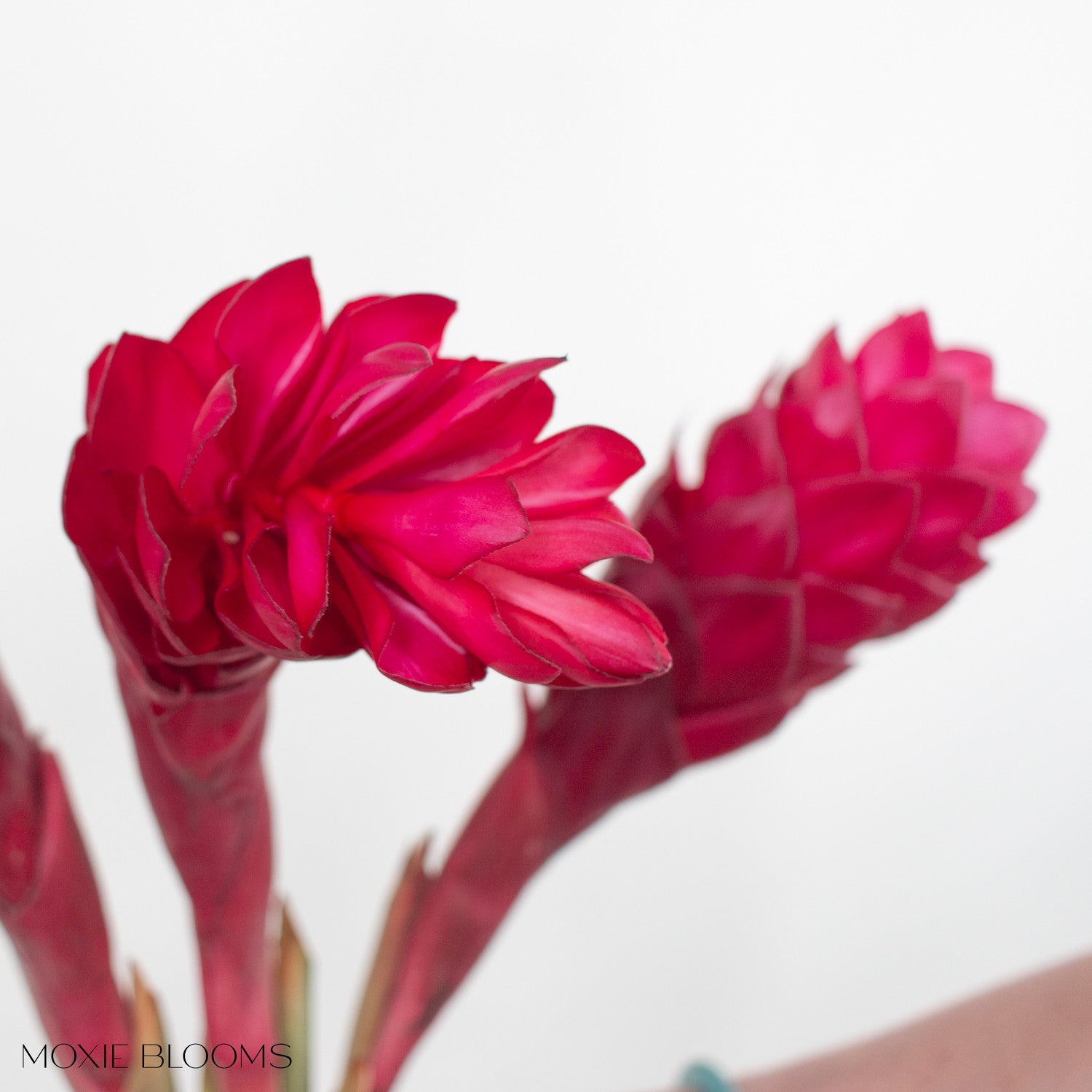 Bulk Red Ginger Tropical Flowers