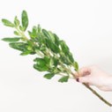 Brillantina Greenery