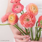Peach Ranunculus Flowers