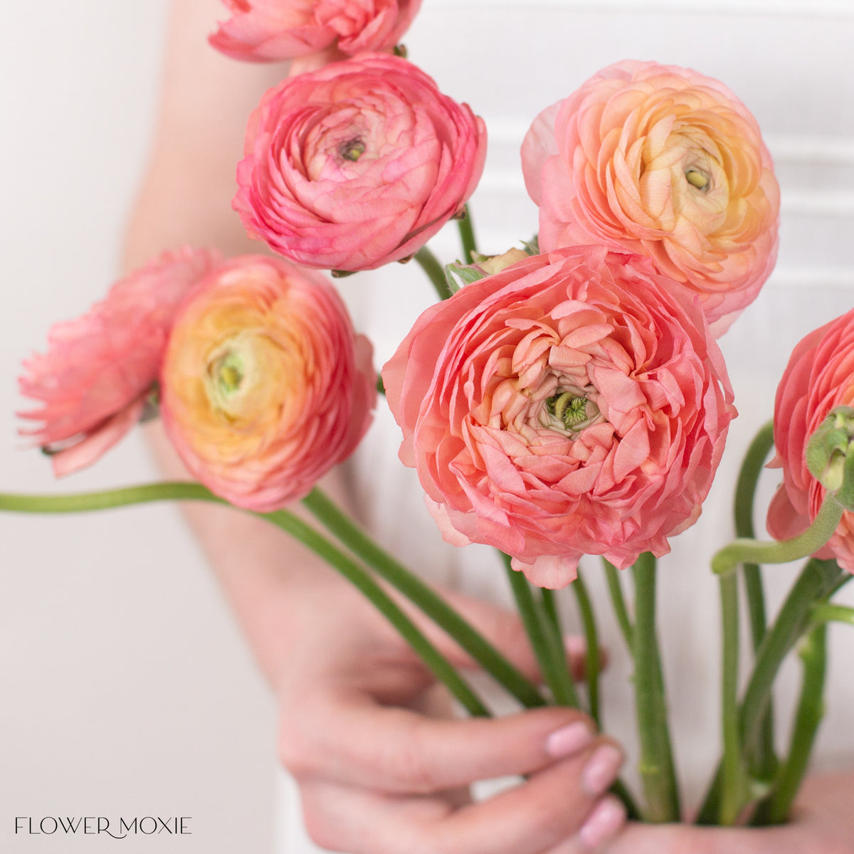 Peach Ranun Peach Ranunculus | Bulk Fresh DIY Wedding Flowers | Flower Moxie