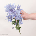 Hand holding a bouquet of blue flowers against a plain background