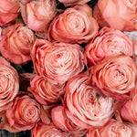 Peach Kahala Rose Flower
