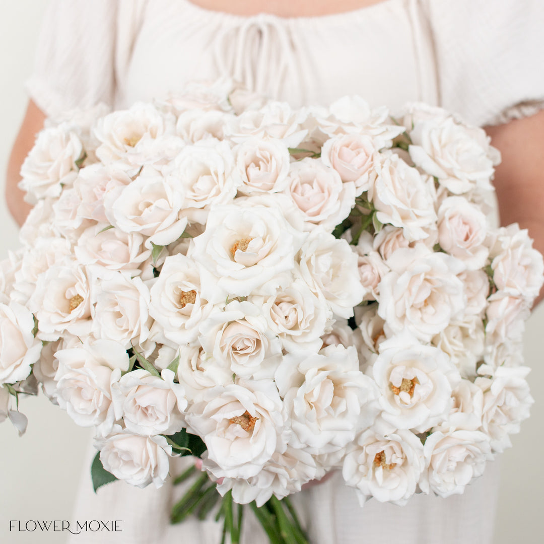 monstera magic with a blush of rose Creamy Blush Majolika Spray Roses | Bulk Wedding Flowers - Flower Moxie 30 Stems