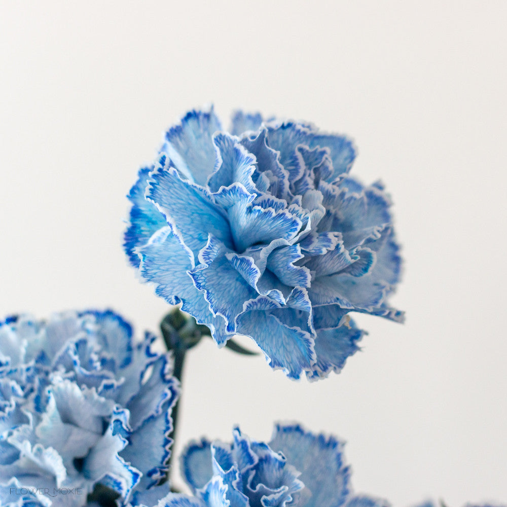 blue carnations