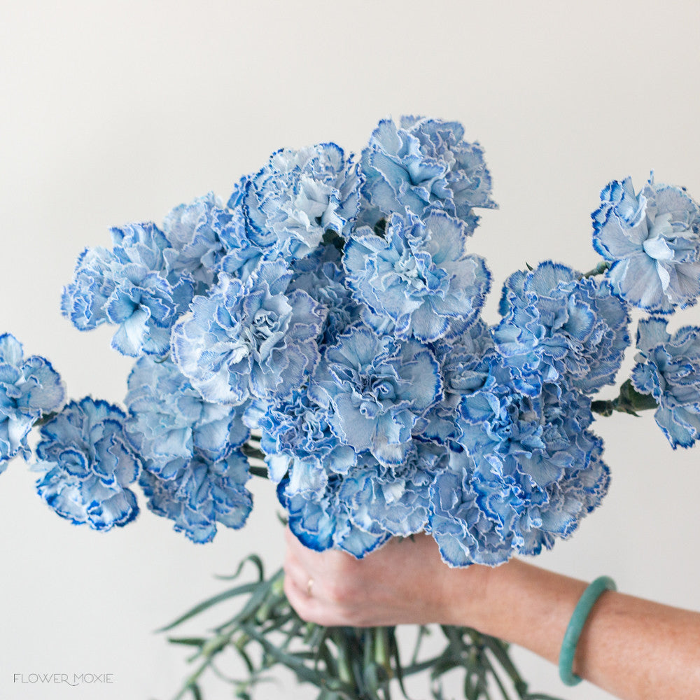 Blue Tinted Blue Fancy Carnations | Bulk Fresh DIY Wedding Flowers