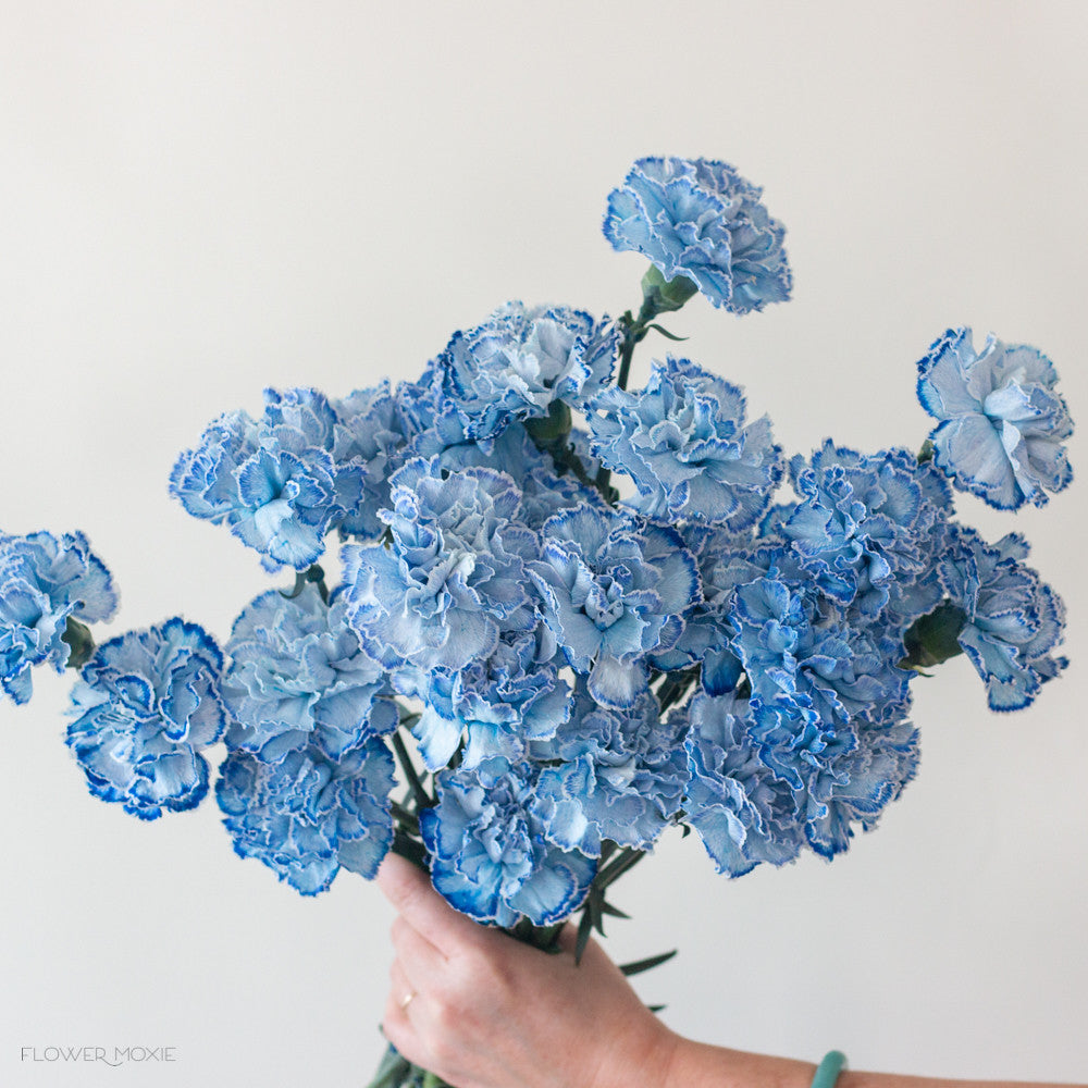 Blue Tinted Carnation Flower