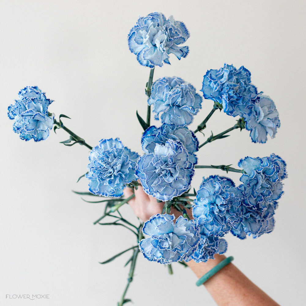Blue Tinted Carnation Flower