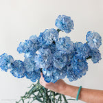 blue carnations