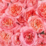 Coral Dragon Fly Garden Rose Flower