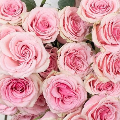 Pink Geraldine Rose Flower