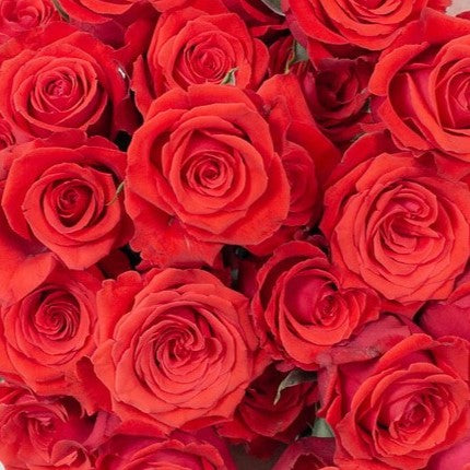Dark Orange Nina Rose Flower