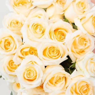 Golden Yellow Bumblebee Rose Flower