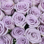 Lavender Shocking Blue Rose Flower