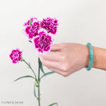 Stem of Magenta Bicolor Mini Carnation