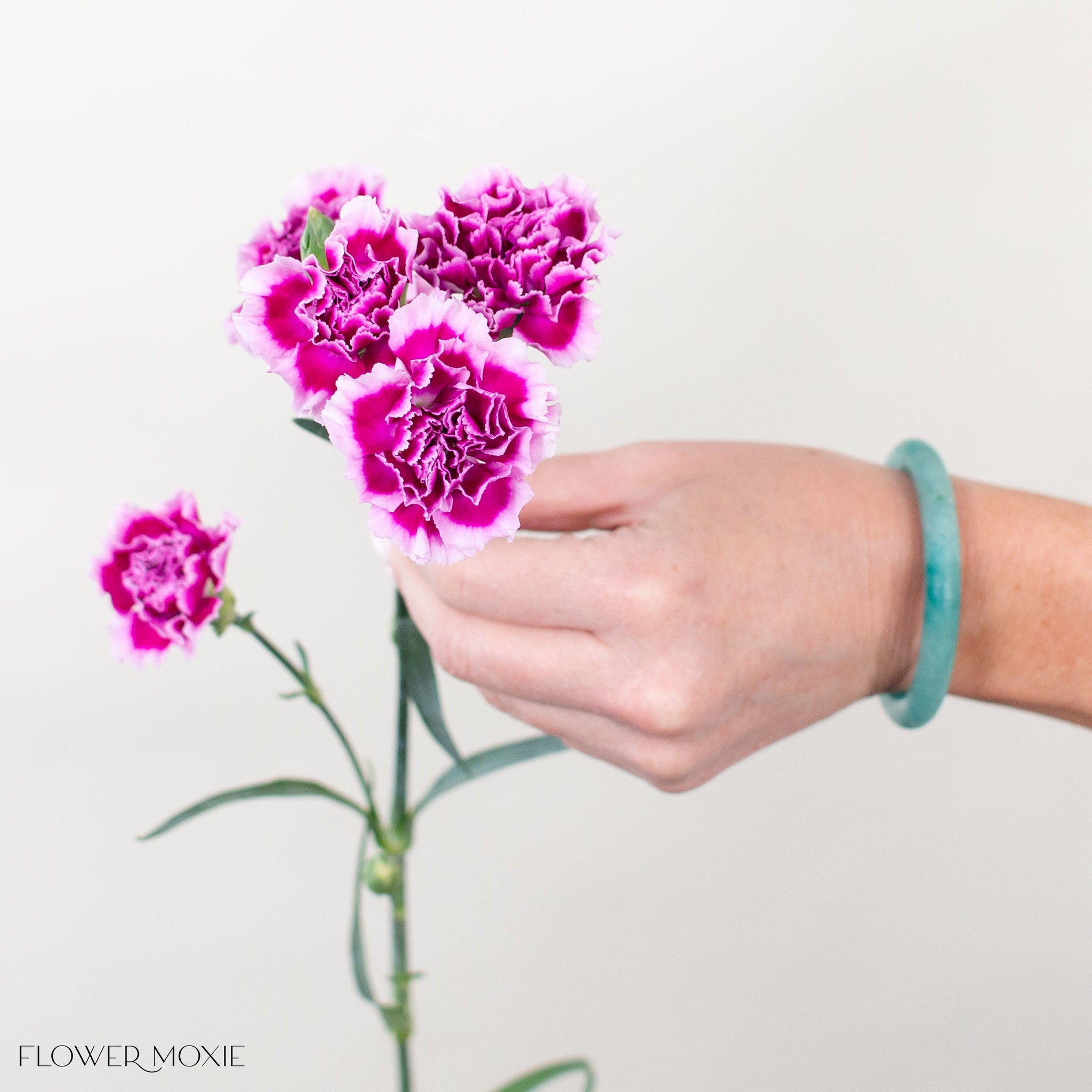 Stem of Magenta Bicolor Mini Carnation