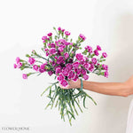 Handful of Magenta Bicolor Mini Carnations