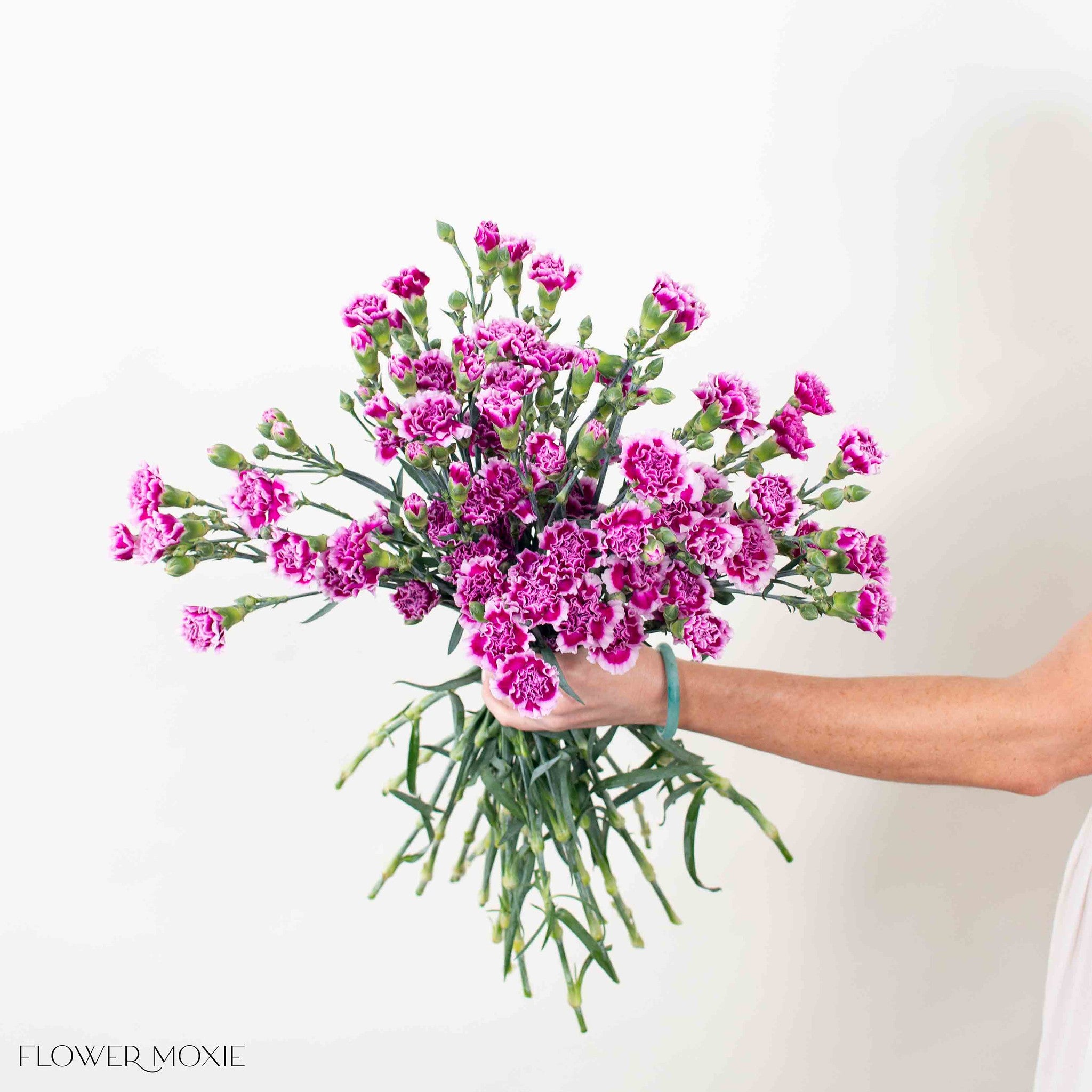 Handful of Magenta Bicolor Mini Carnations