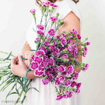 Bunch of Magenta Bicolor Mini Carnation