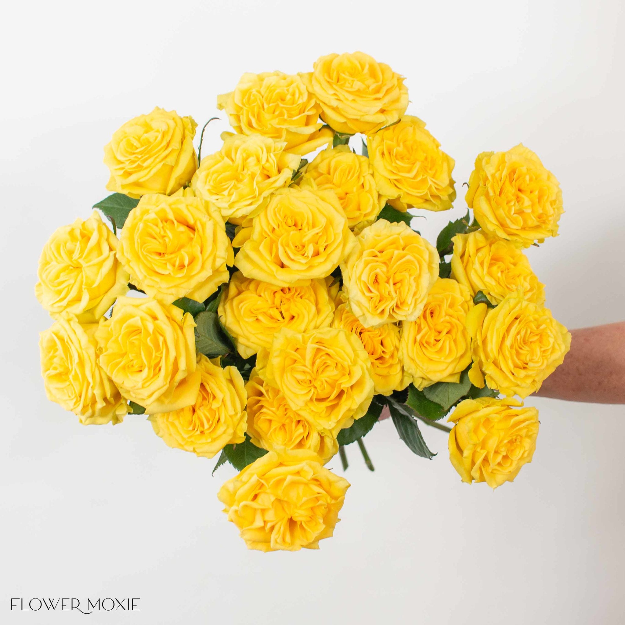 yellow garden rose