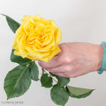 yellow garden rose
