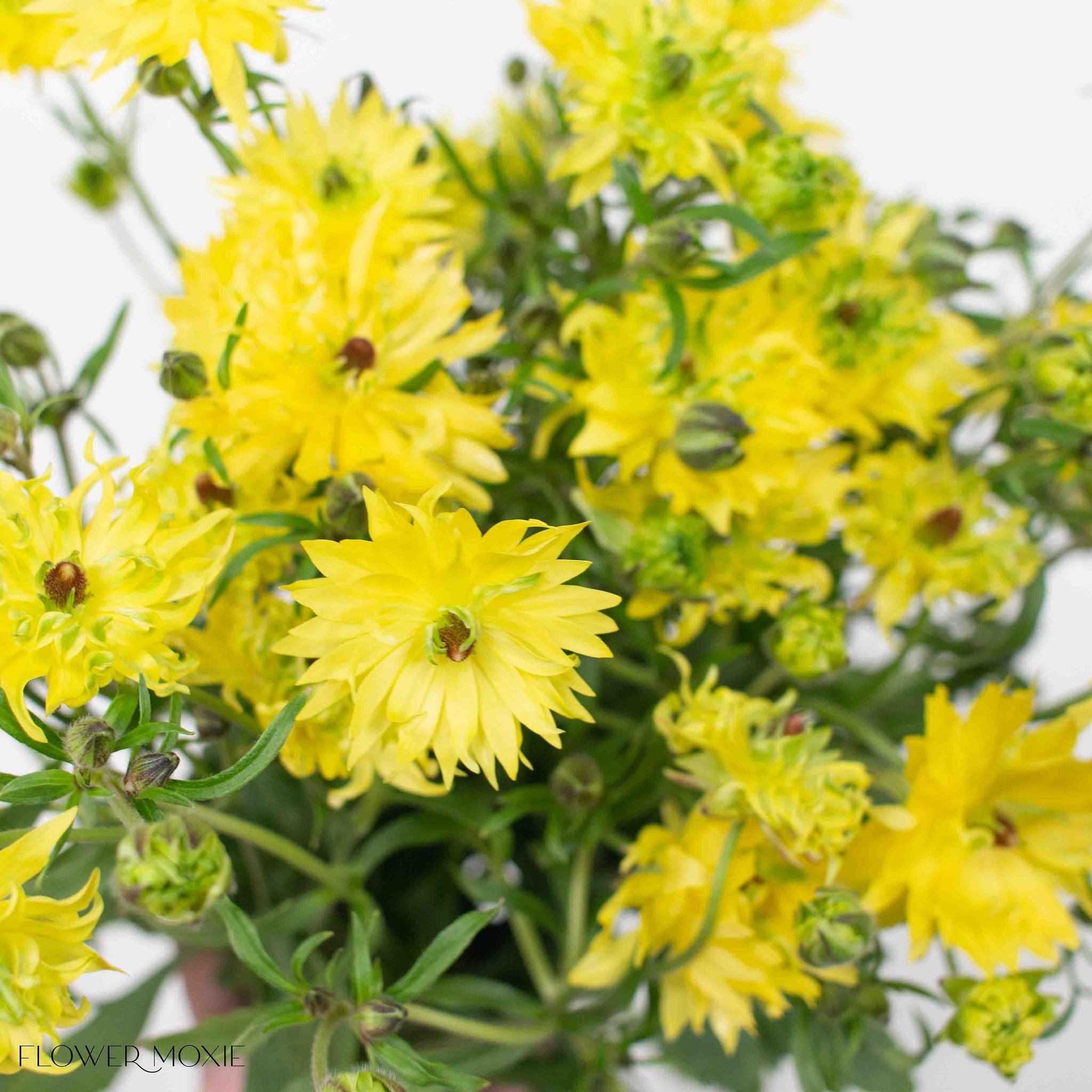 Yellow Star Butterfly Ranunculus
