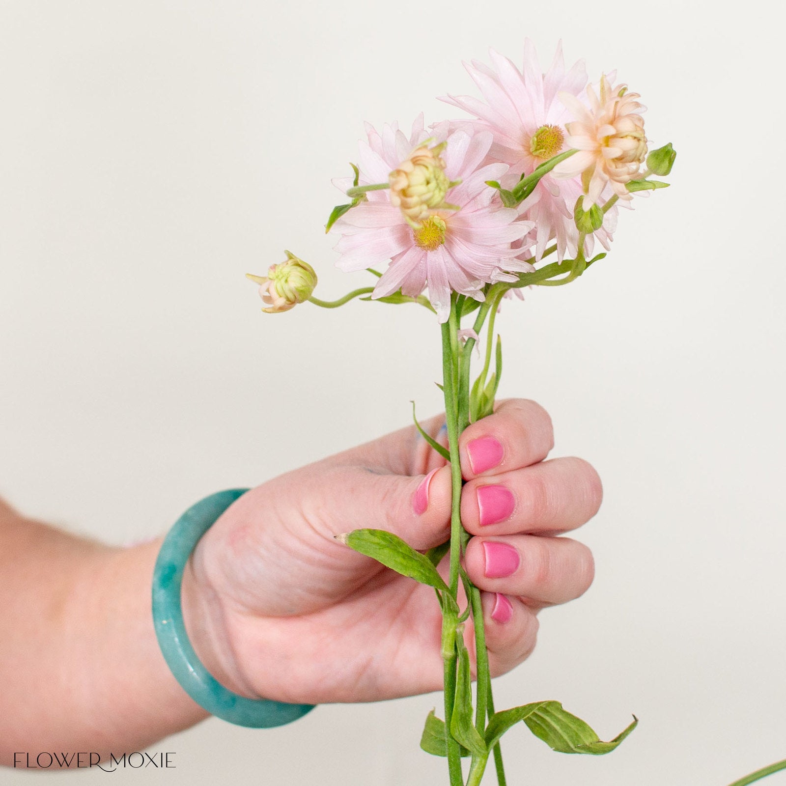 Blush Star Butterfly Ranunculus
