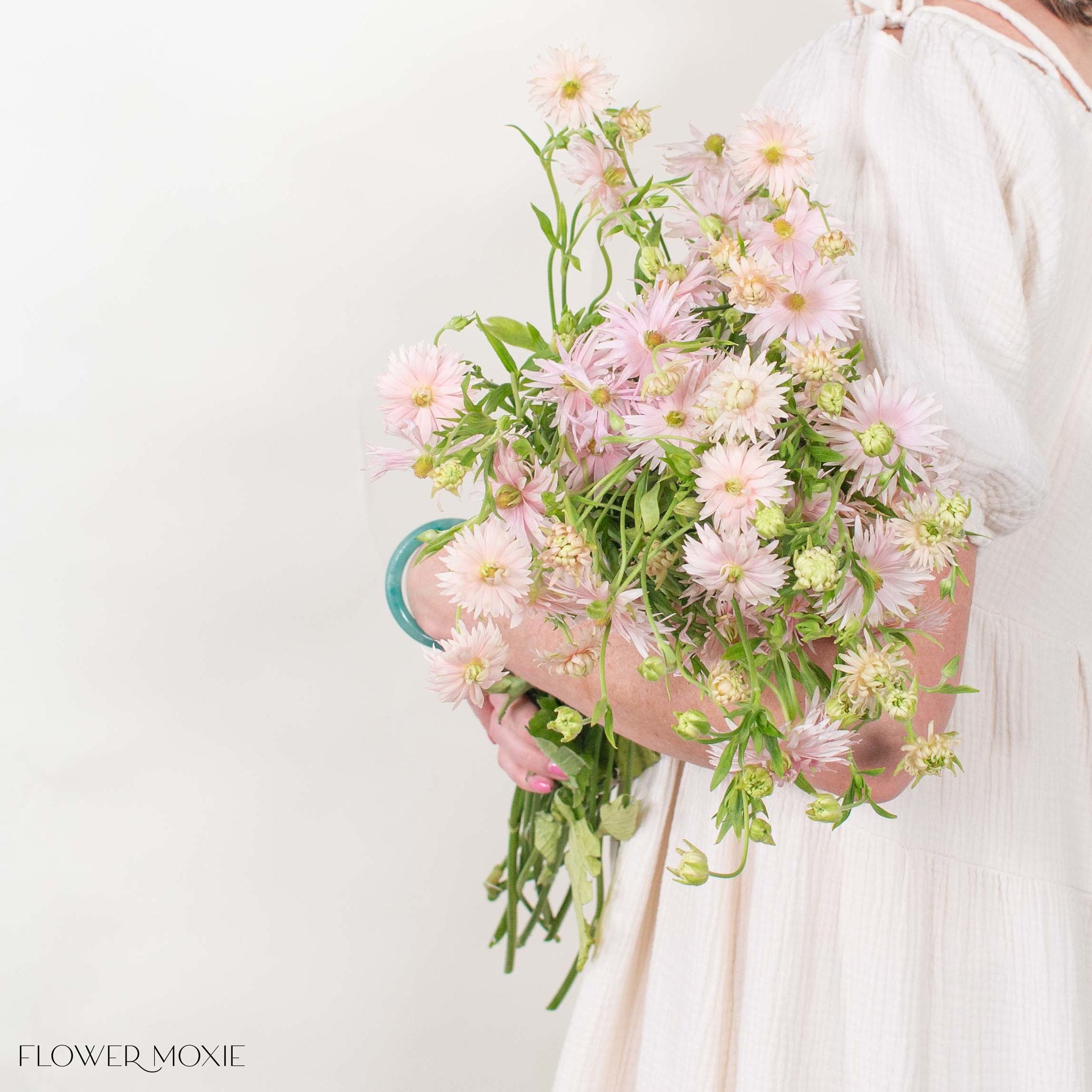Blush Star Butterfly Ranunculus
