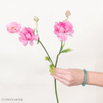 Medium Pink Butterfly Ranunculus